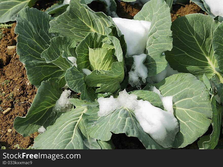 The green cabbage in the snow, is still vital. The green cabbage in the snow, is still vital