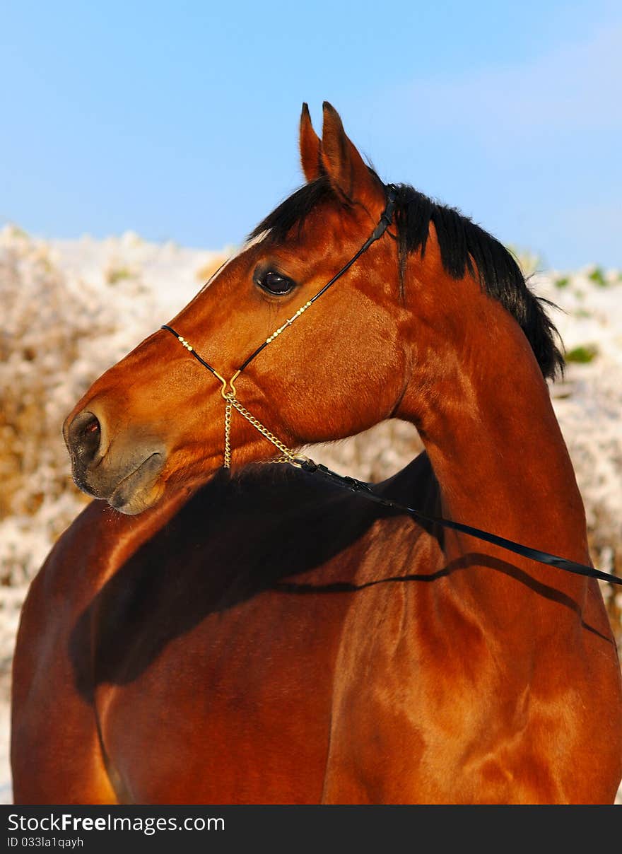 Portrait of bay horse in winter