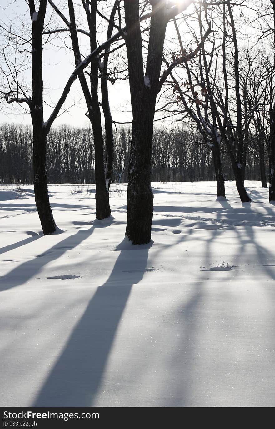 White Winter Morning In The Park