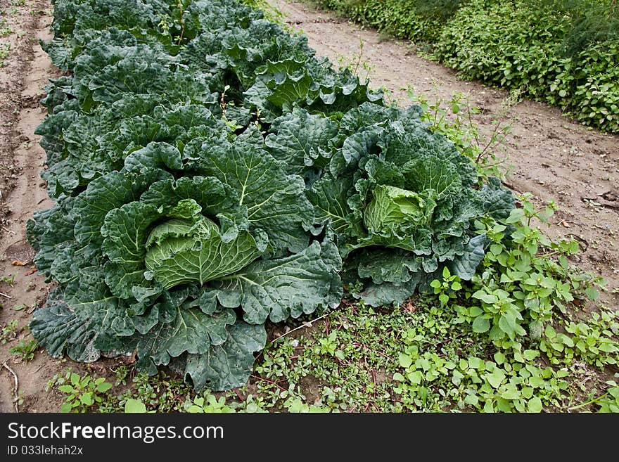 Italian cabbage, cultivated without pesticides in a local farm