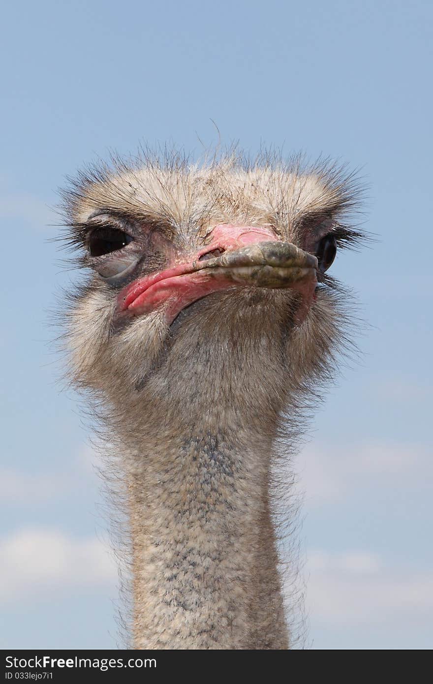 Ostrich suspiciously looks at human