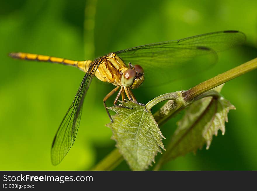 Dragonfly resting on plant stalk