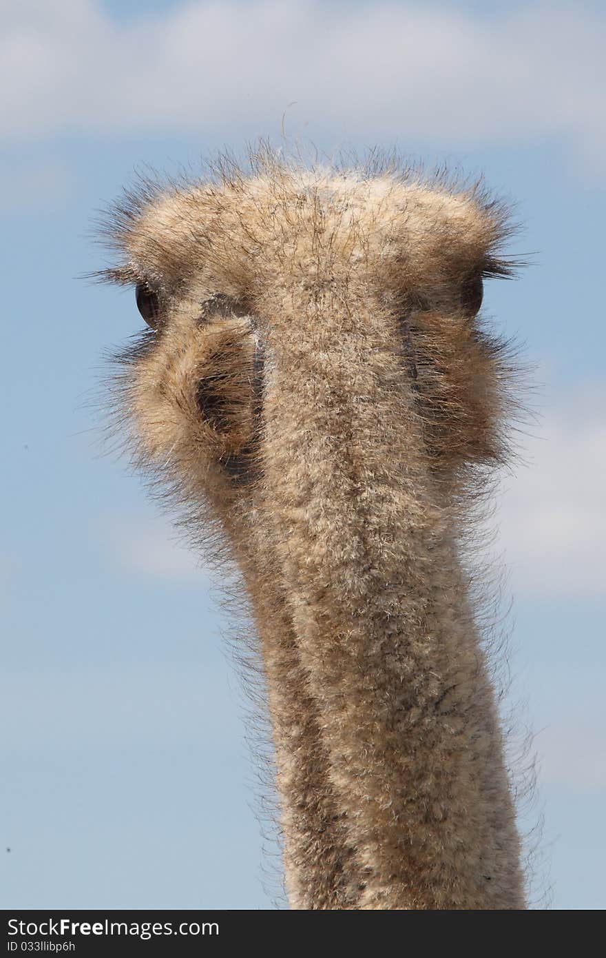 Look on the back of an ostrich. Look on the back of an ostrich