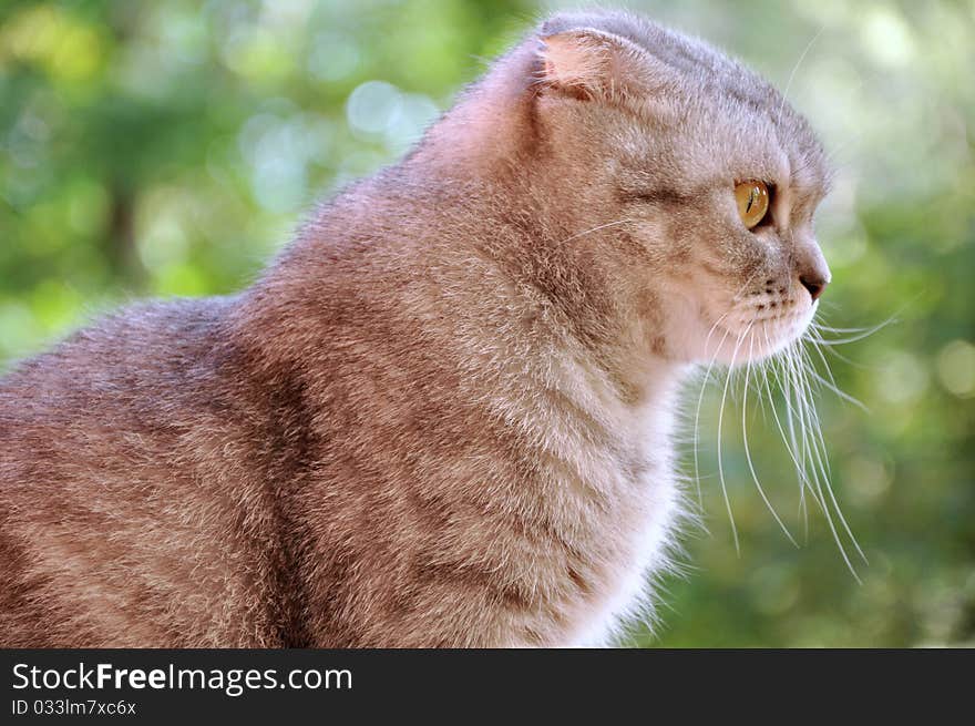 A scotch lop-eared cat sitting on a window-sill