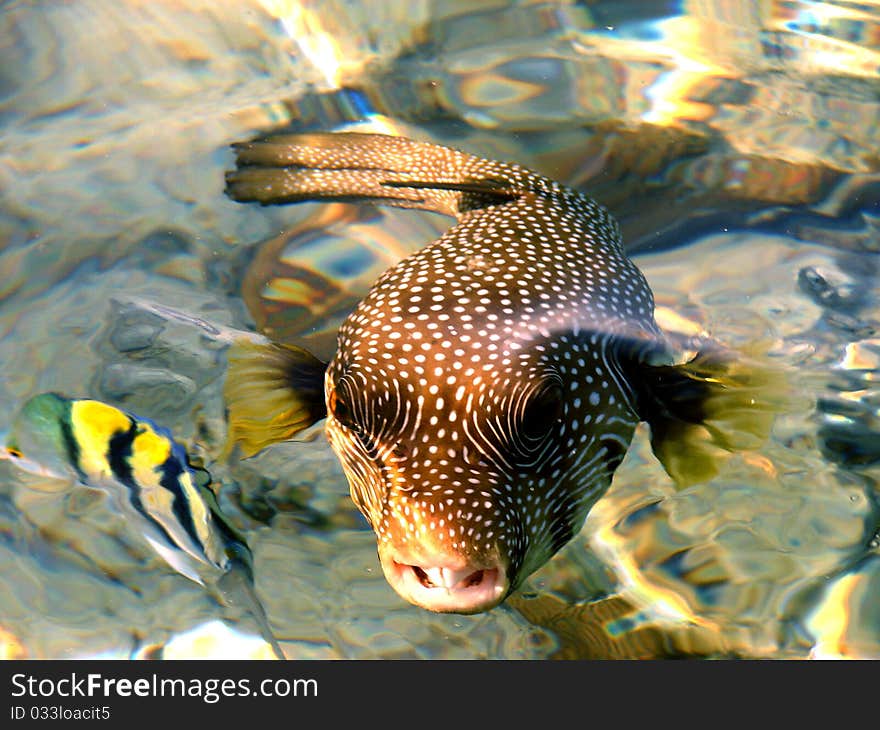 Exotic big fish on Red sea in Egypt. Exotic big fish on Red sea in Egypt