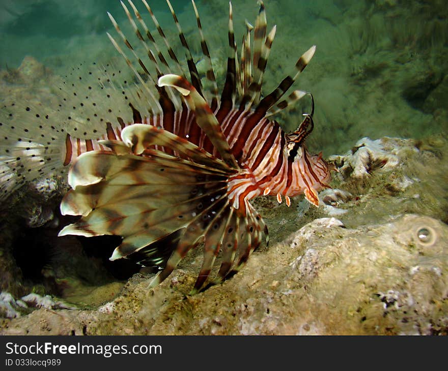 Exotic fish on Red sea in Egypt