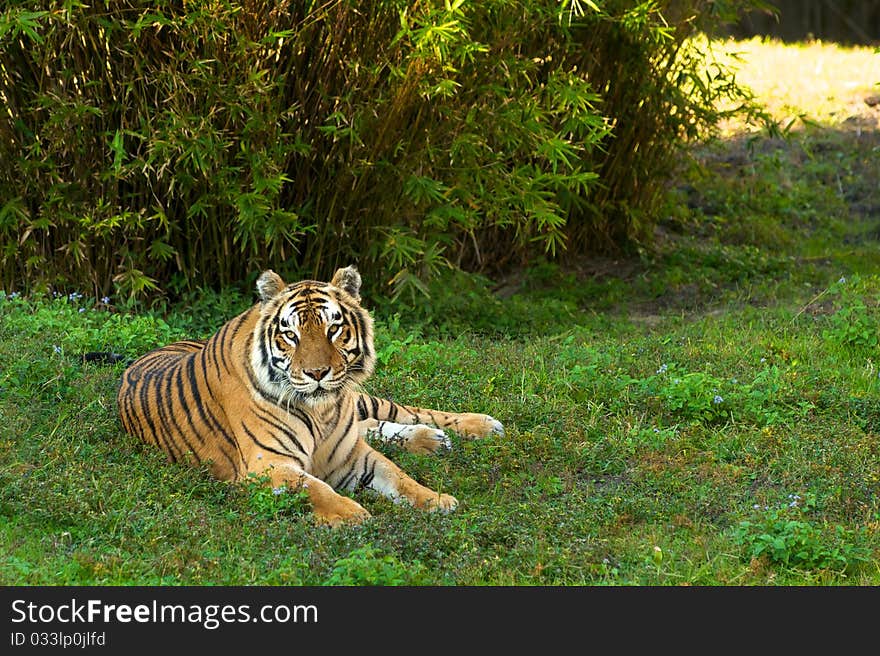 Siberian Tiger