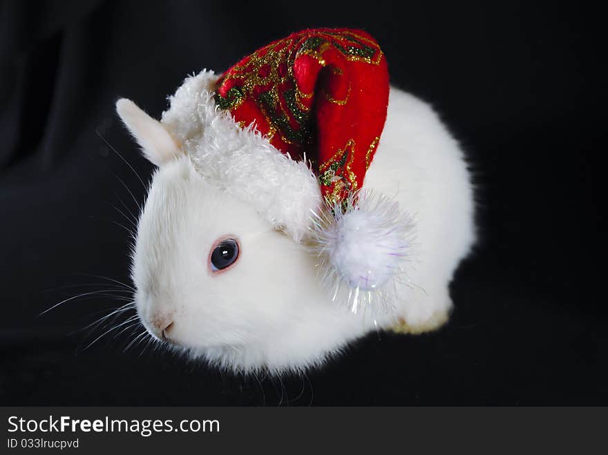 Christmas white rabbit