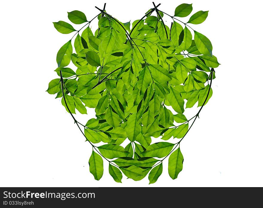 Green Leaf Love Heart Frame Isolated