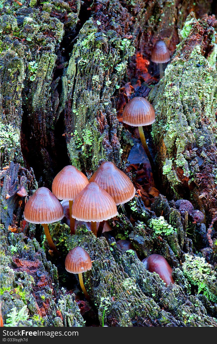 Wild forest mushrooms growing in autumn, macro closeup