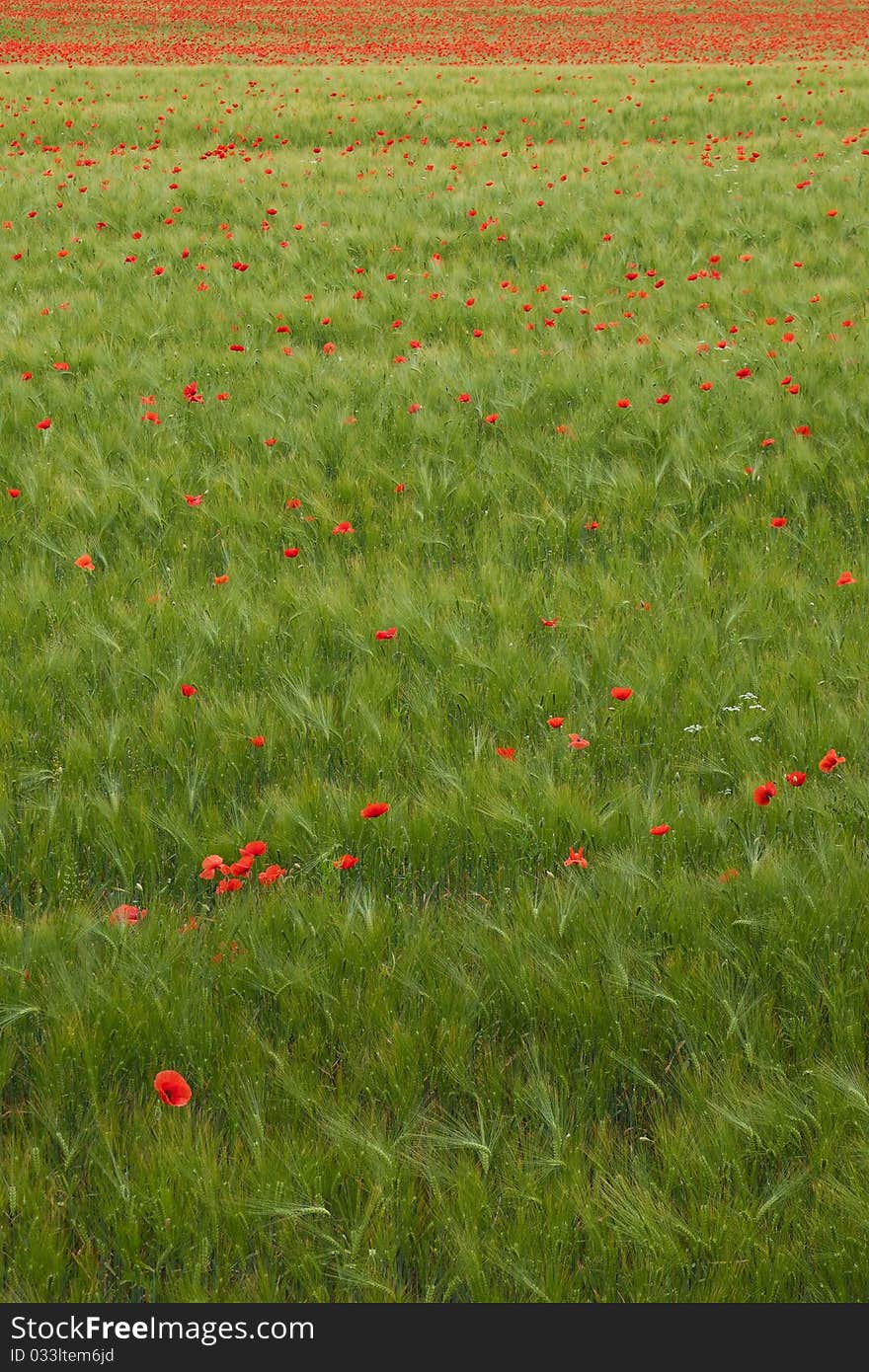 Green wheat field with alot of beautiful poppies. Green wheat field with alot of beautiful poppies.