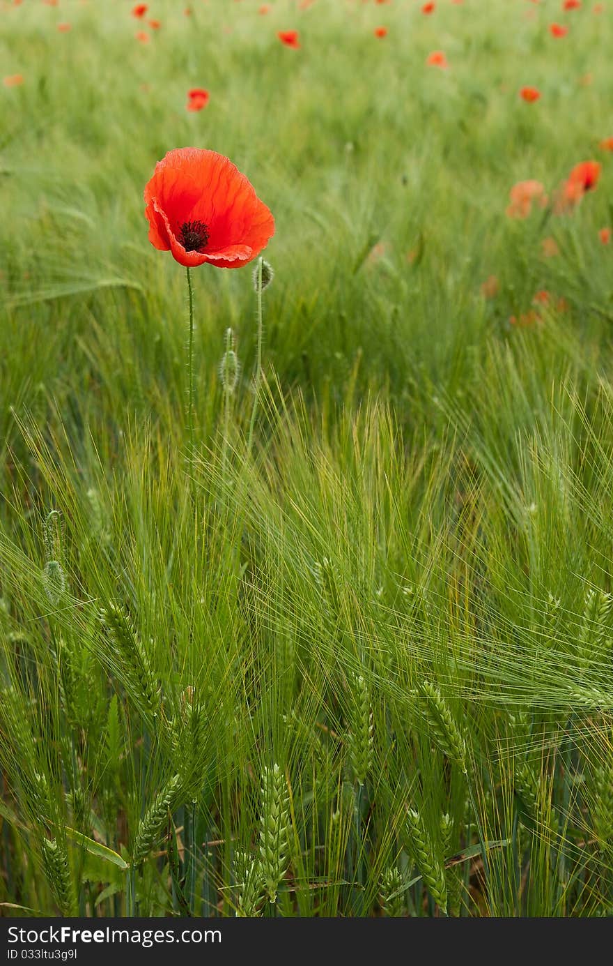 Red Poppy in the field