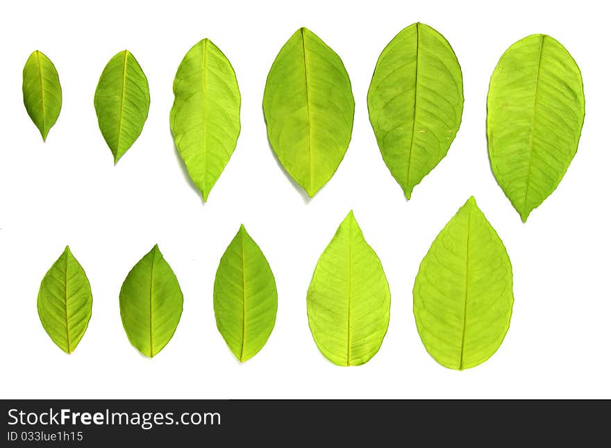 Set of green leaves over white