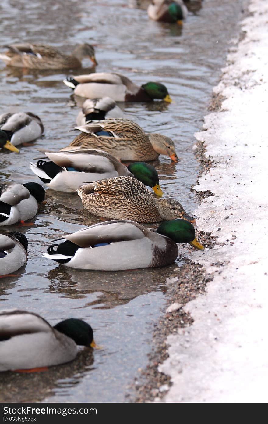 Ducks Eating At A Lake Border