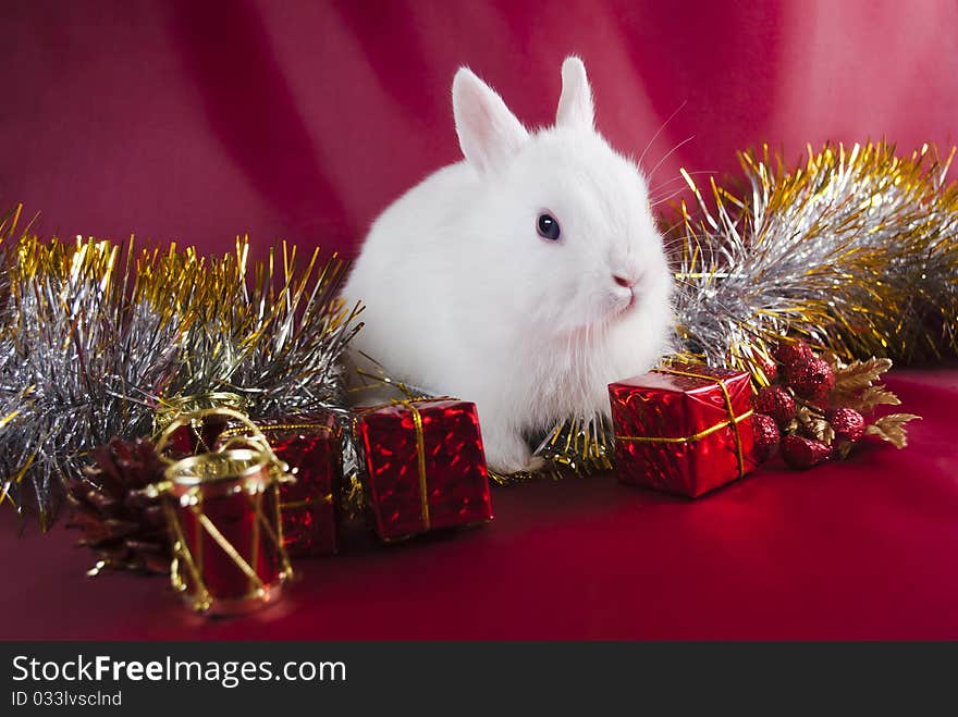 Christmas white rabbit on black background with Santa. Christmas white rabbit on black background with Santa