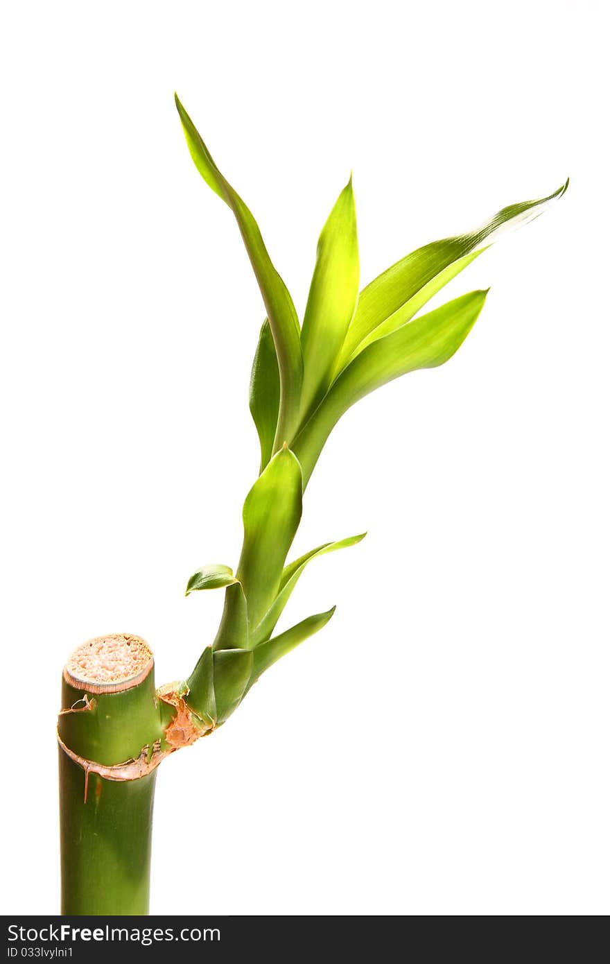 Image of green plant isolated over white background