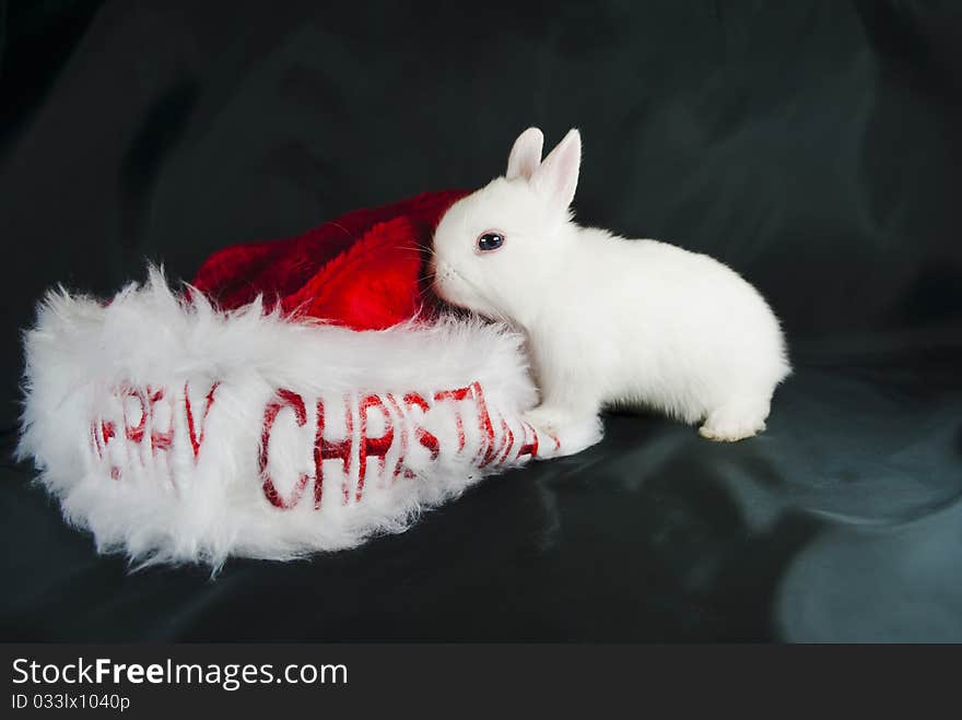 Christmas Rabbit On Black Background