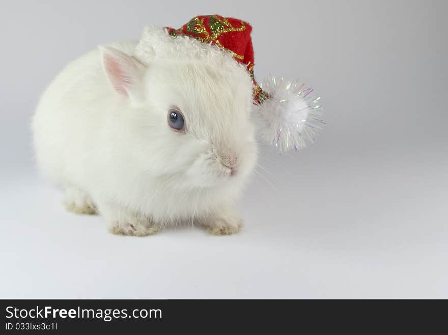 Christmas white rabbit