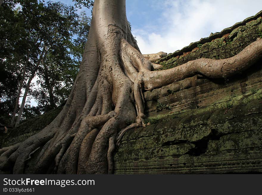 It is an ancient temple in cambodia. An ancient civilization of khmers. Tree roots stick into ruins. Knowingly here filmed the tomb raider, after all here still so it is a lot of secrets and riddles. It is an ancient temple in cambodia. An ancient civilization of khmers. Tree roots stick into ruins. Knowingly here filmed the tomb raider, after all here still so it is a lot of secrets and riddles.