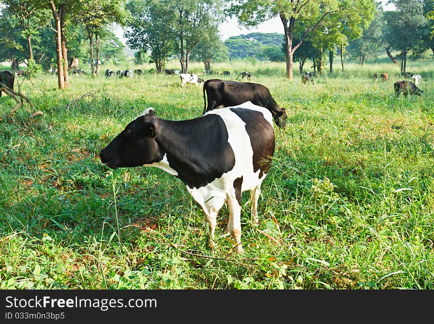 Black and white cows on a farmland