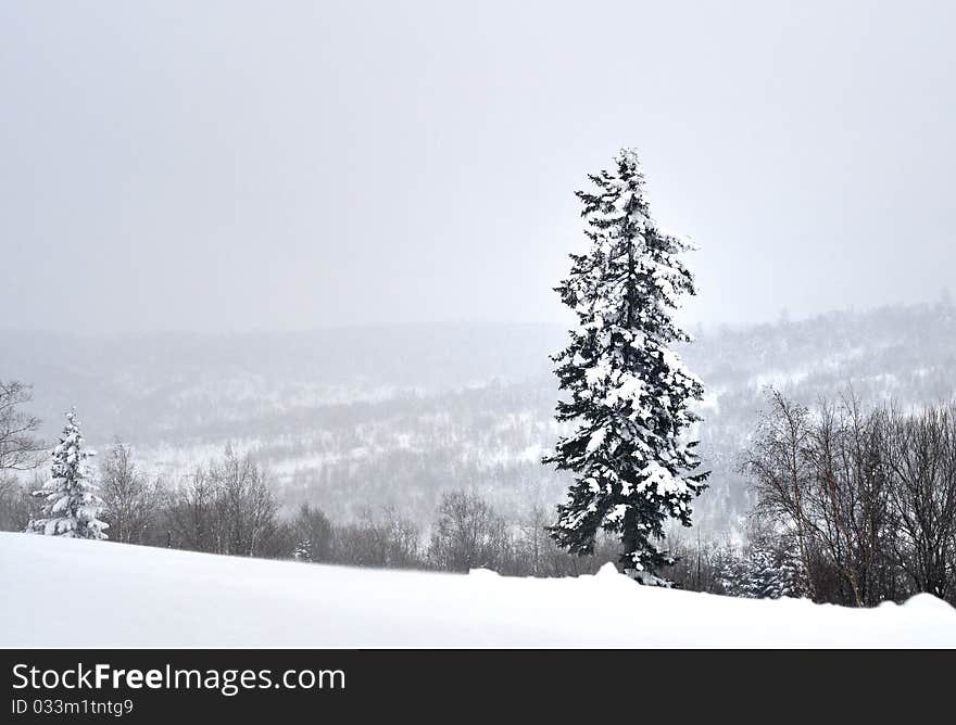 A single winter pine tree