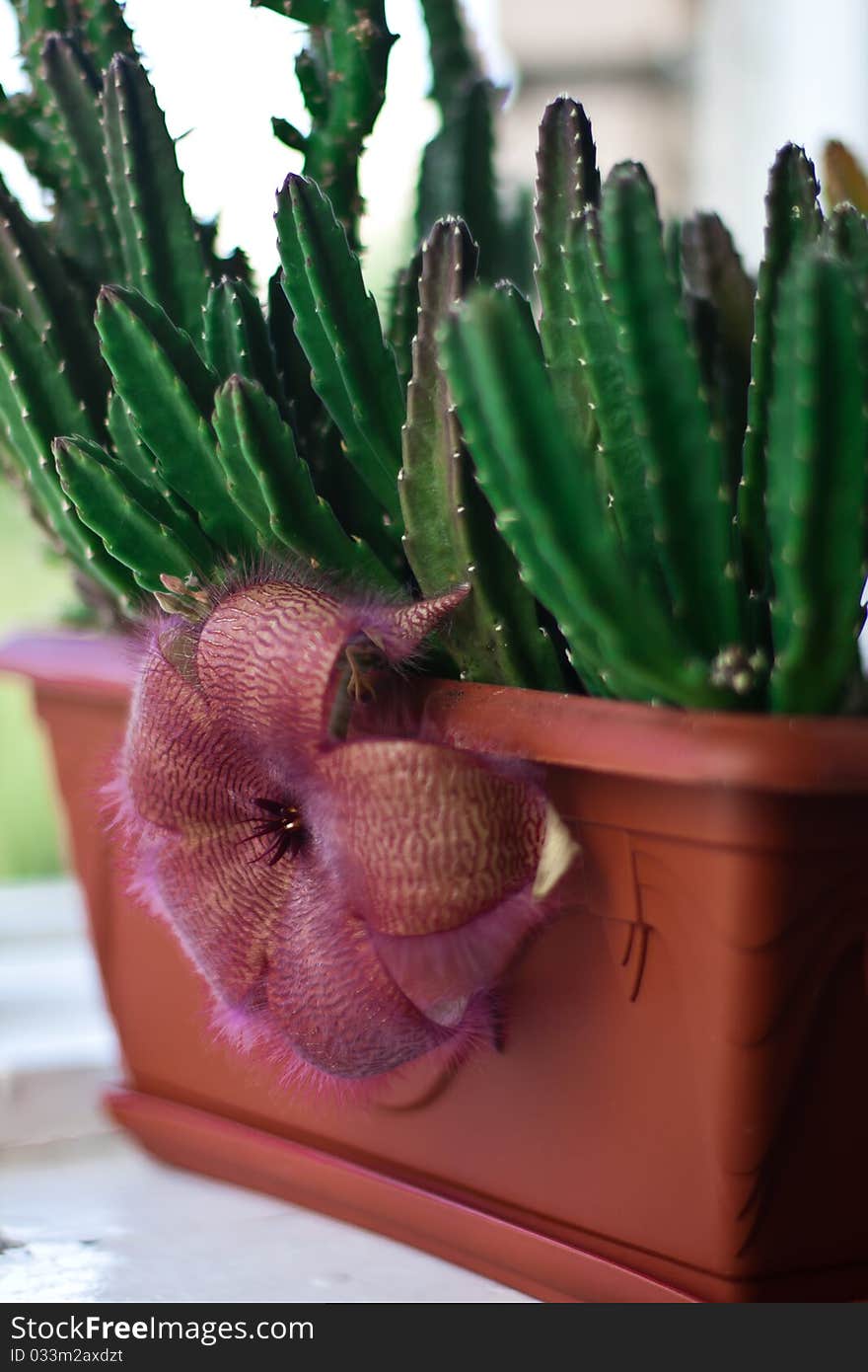 Green cactus Stapelia gigantea blooms in the brown pot on the windowsill. Green cactus Stapelia gigantea blooms in the brown pot on the windowsill