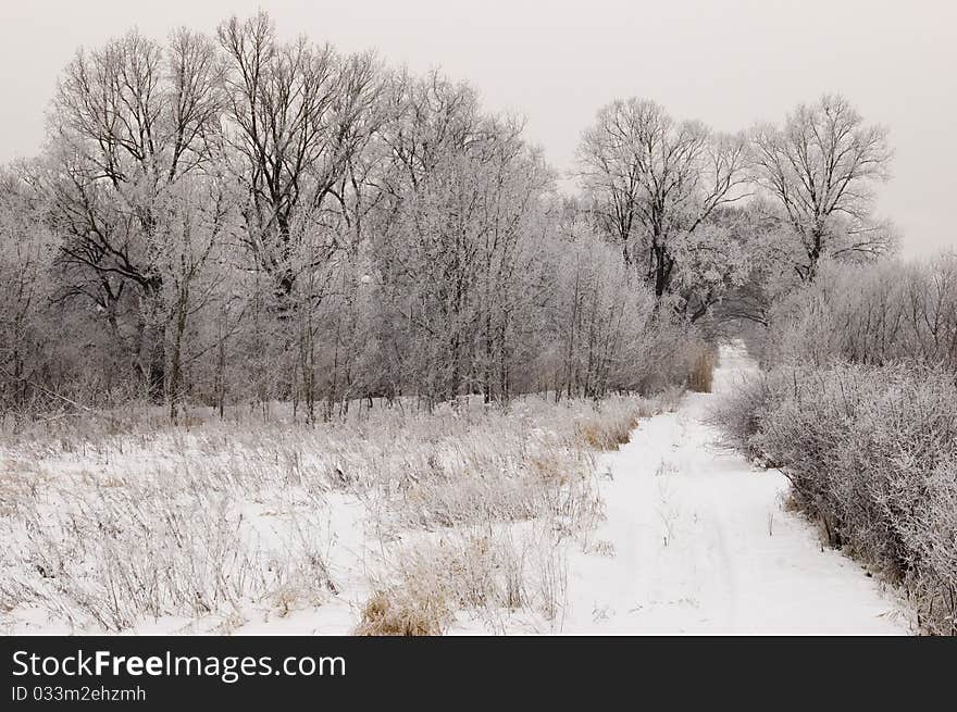 Forest in winter