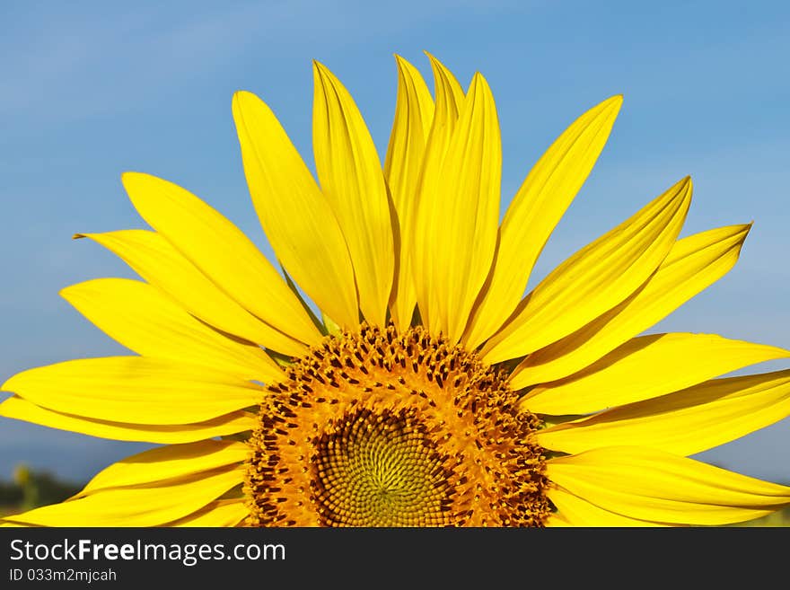 Haft sunflower and blue sky