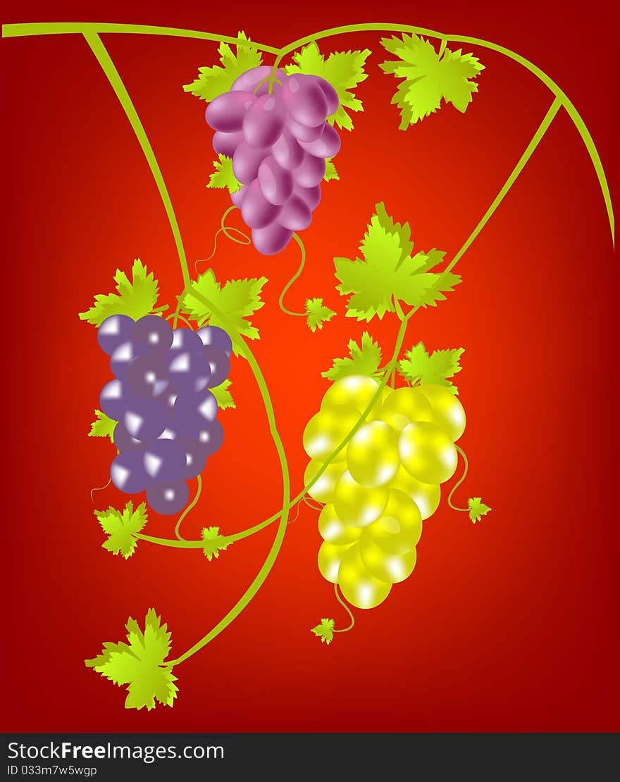 Miscellaneouses of the sort of grape on red background. Miscellaneouses of the sort of grape on red background