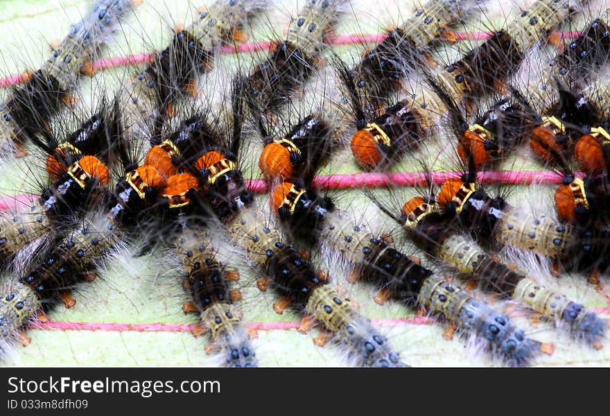 Number of caterpillars marching on leaves