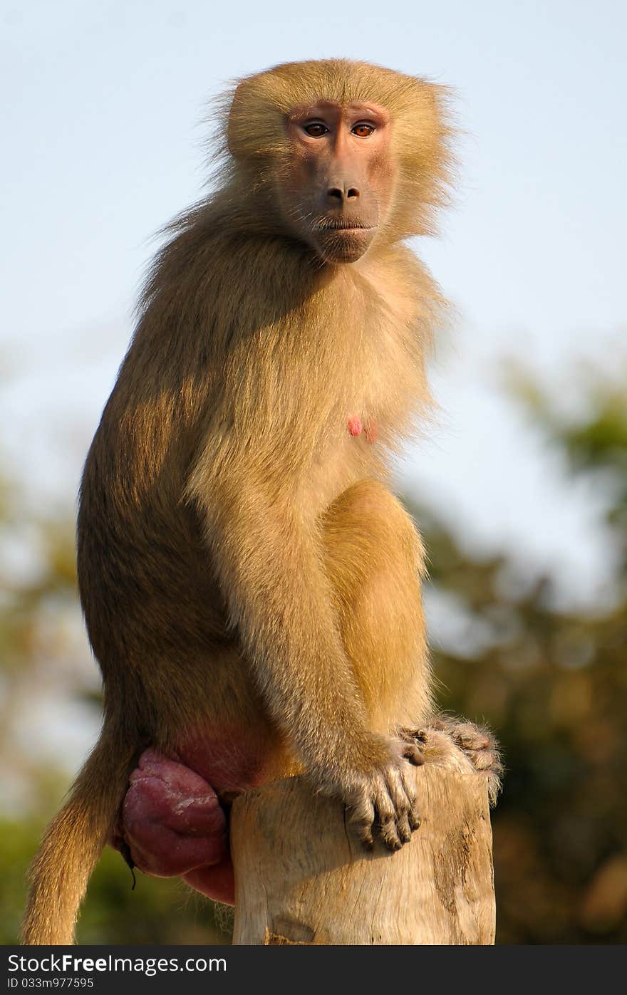 Portrait of a beautiful Hamadryas Baboon stairing towards the camera. Portrait of a beautiful Hamadryas Baboon stairing towards the camera