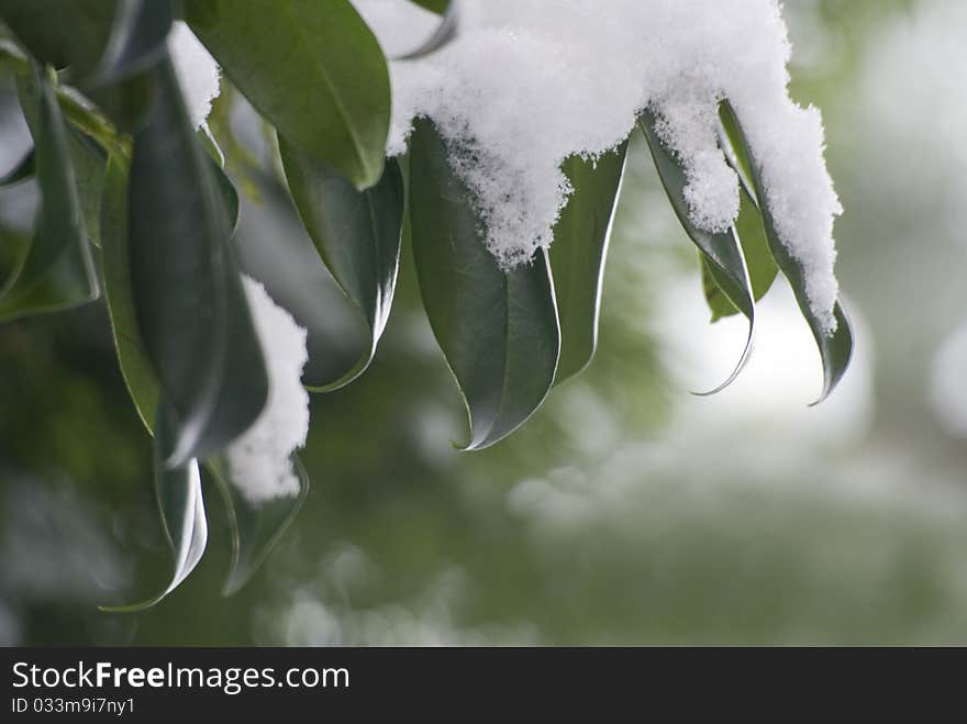 The photography of plants in the garden covered by thick snow layer. The photography of plants in the garden covered by thick snow layer.