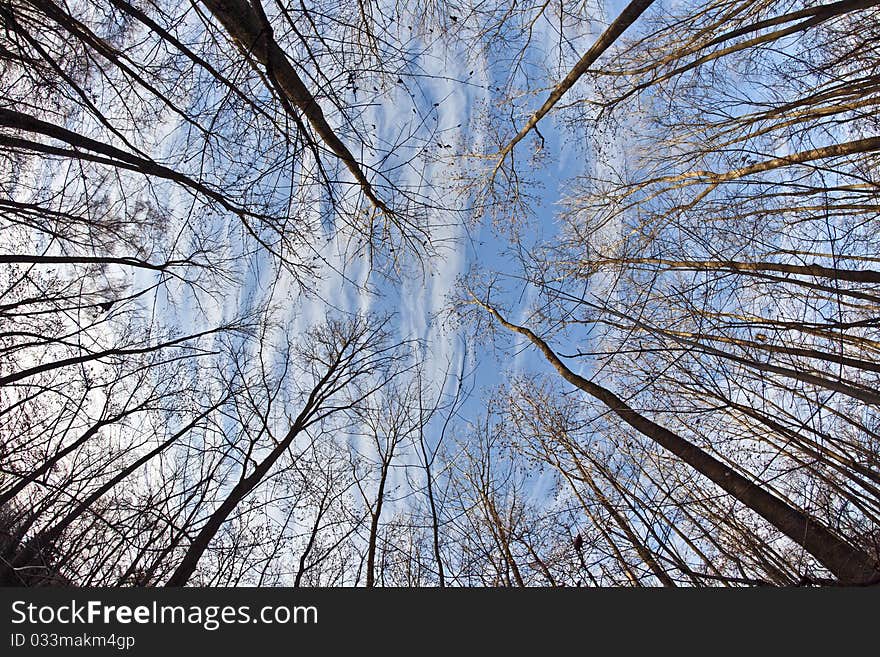 Crown of trees in forest with blue sky. Crown of trees in forest with blue sky