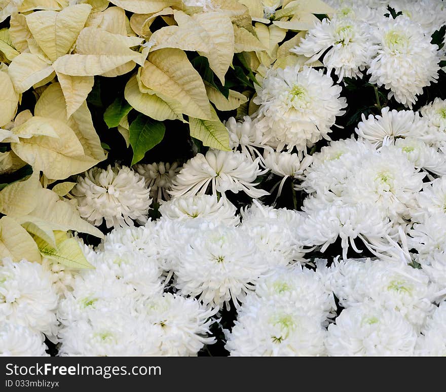 Closeup of white chrysanthemums and yellow leaves