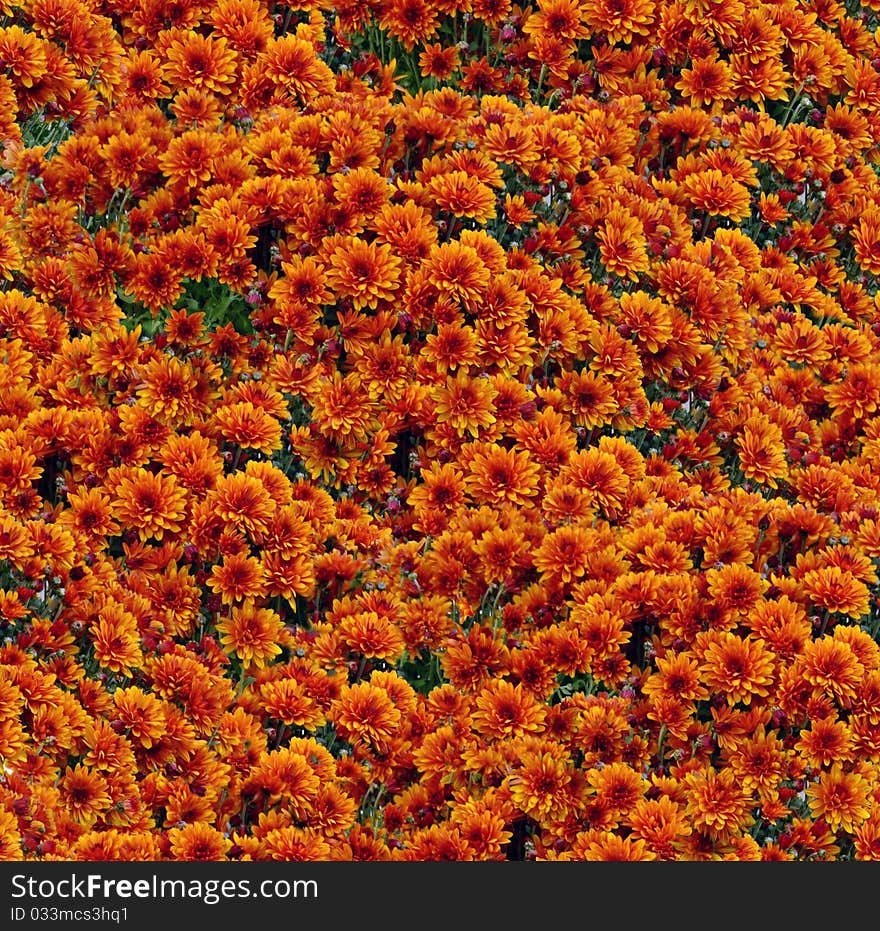 Orange chrysanthemum bunch seamless background pattern