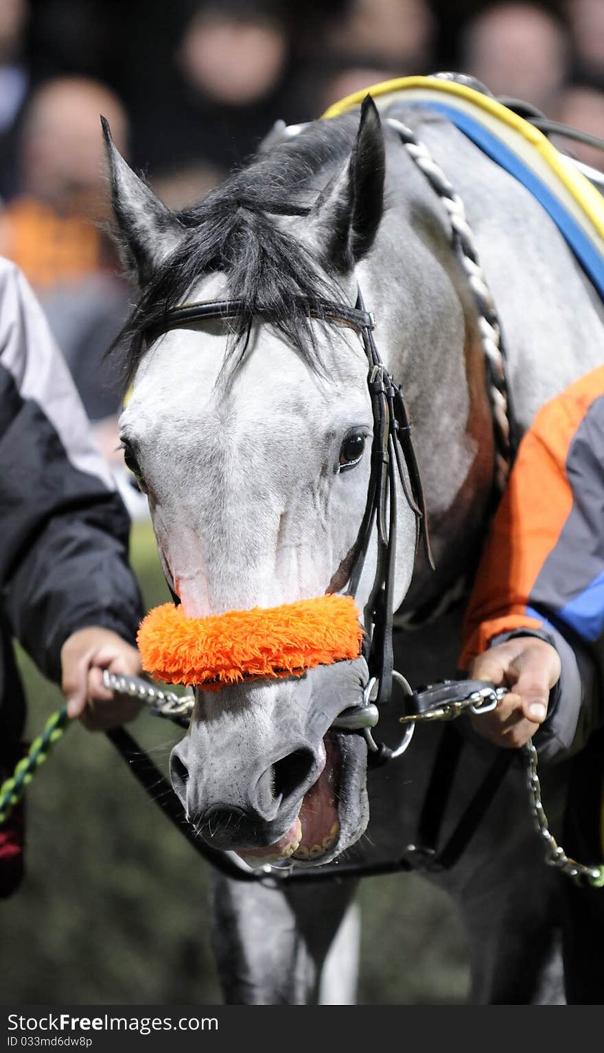 Horse racing on the track demonstration march.