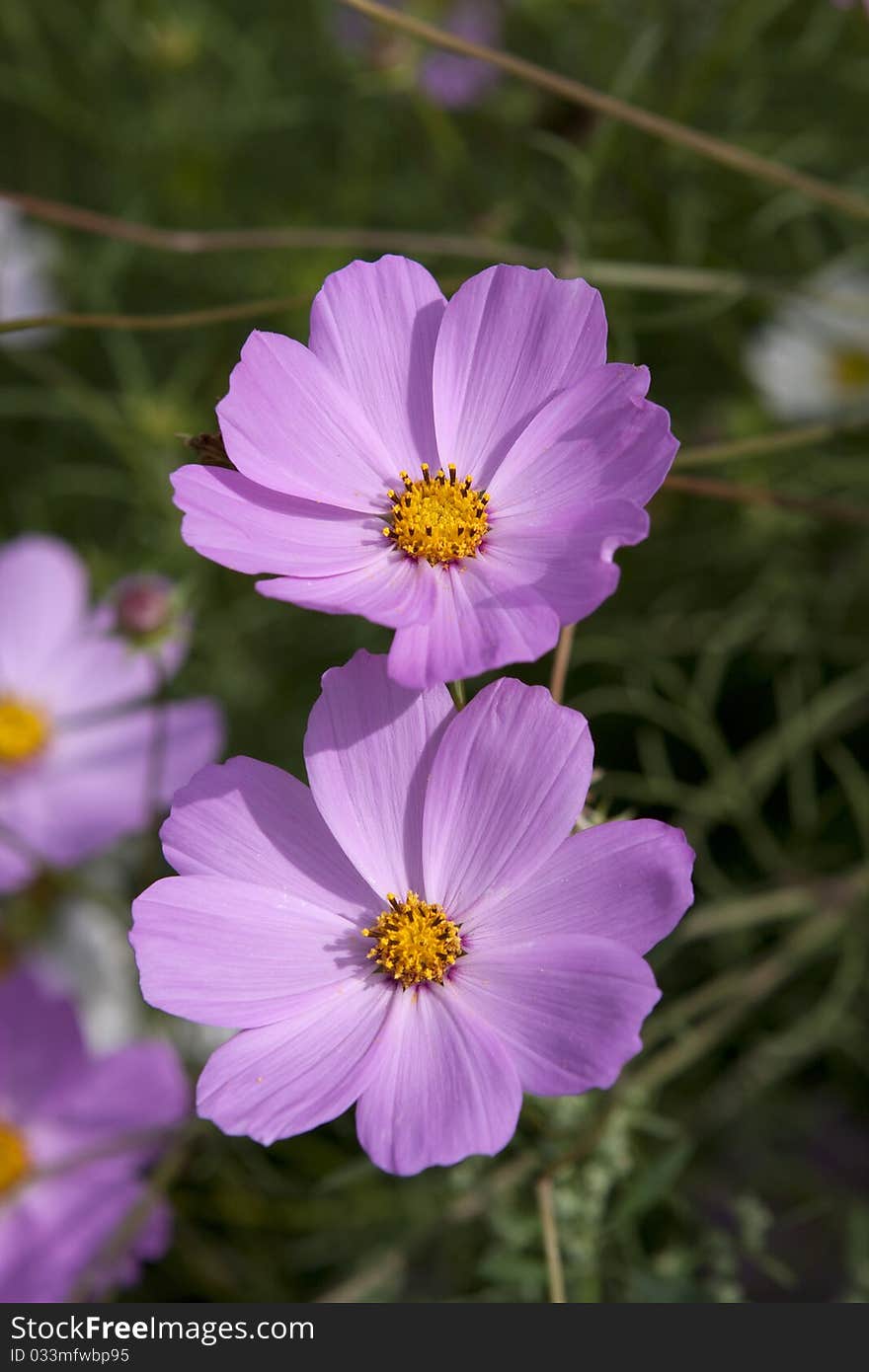 Two magic magenta flowers of cosmos in the garden