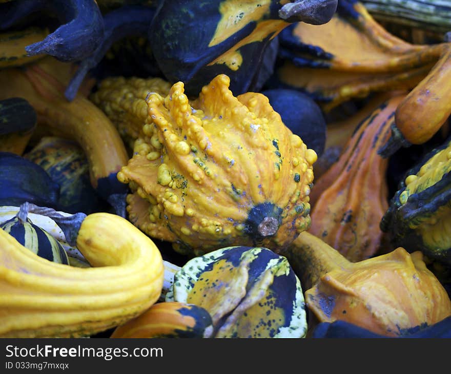 Ornamental gourds