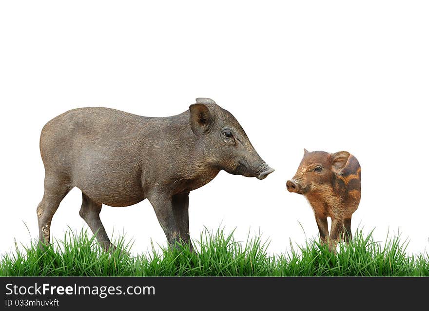 Wild boar on white background