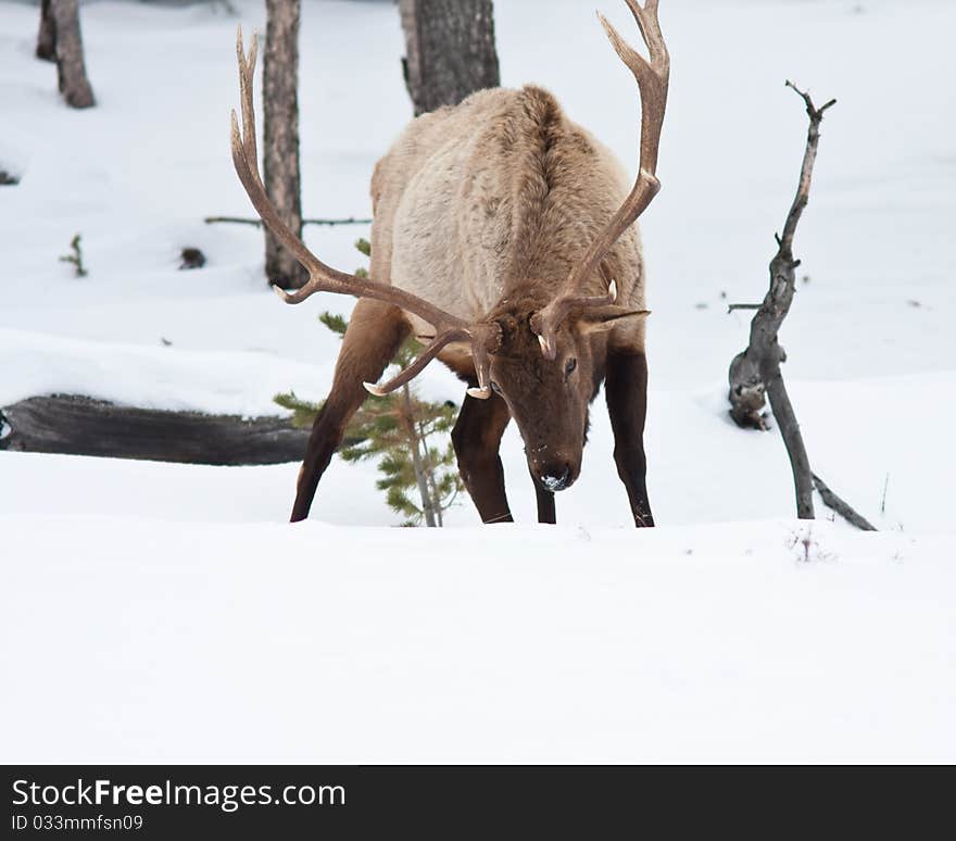 Bull Elk during winter in Yellowstone