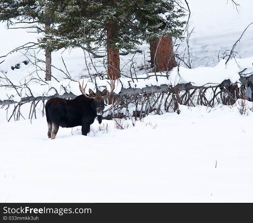 Bull Moose during winter in Yellowstone