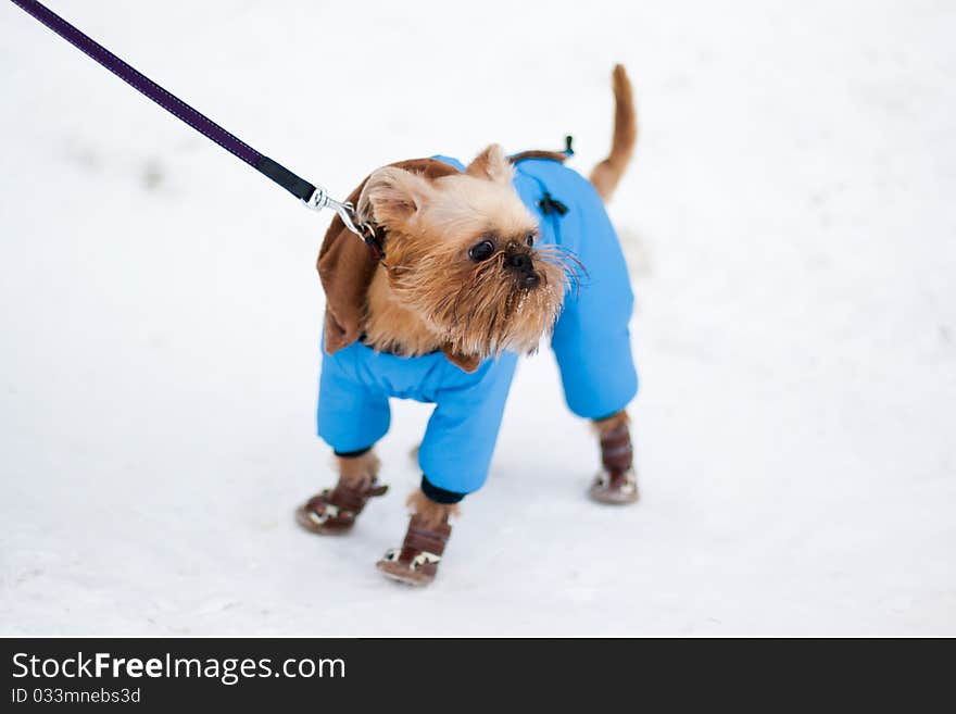 Smooth haired Brussels Griffon puppy is walking in winter park on the snow. Smooth haired Brussels Griffon puppy is walking in winter park on the snow