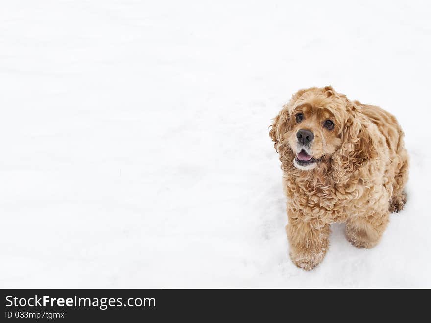 Red Spaniel Dog