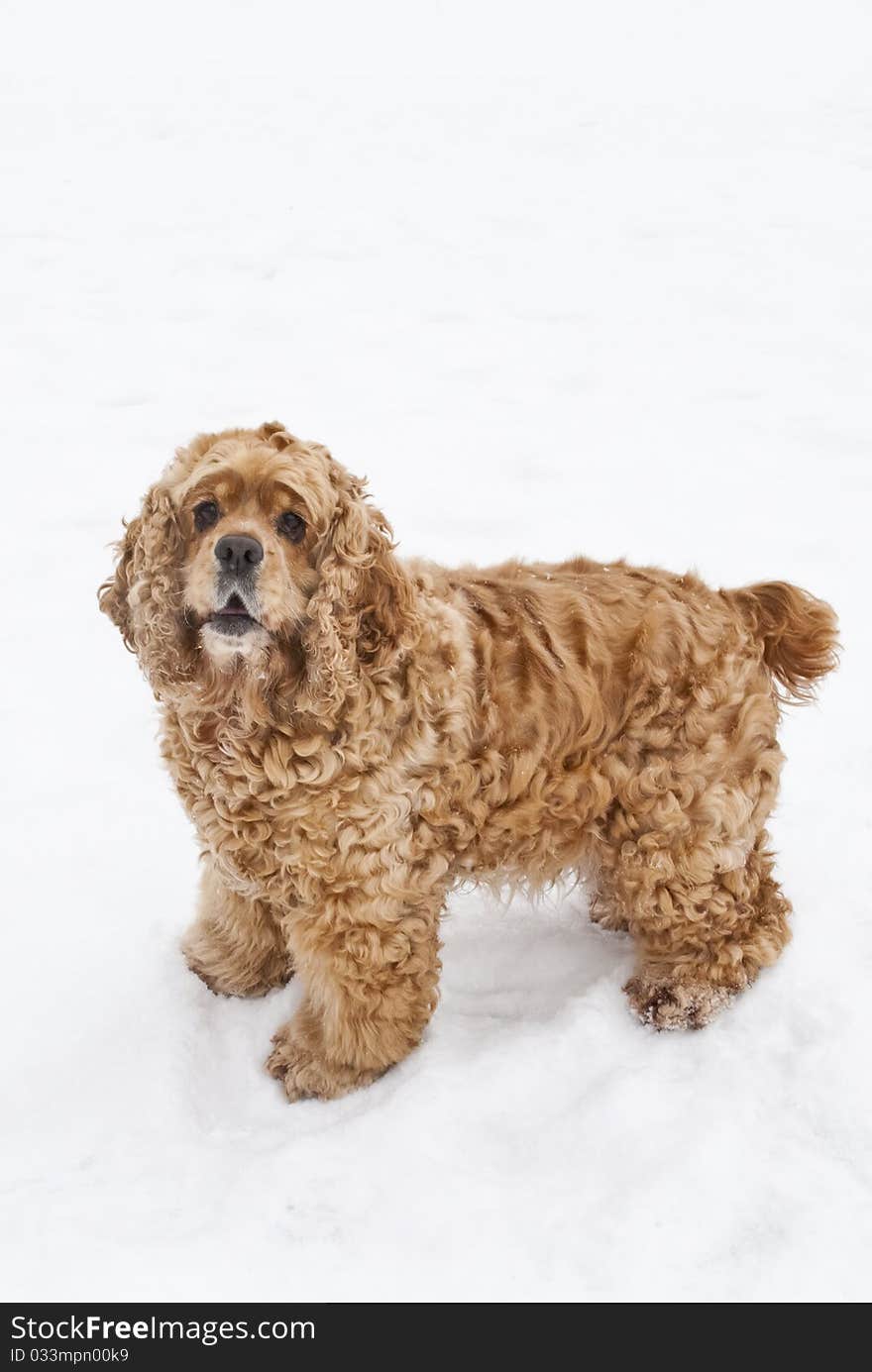 Red spaniel dog play in the snow in winter looks requests have