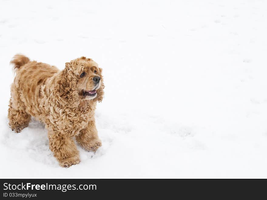 Red spaniel dog