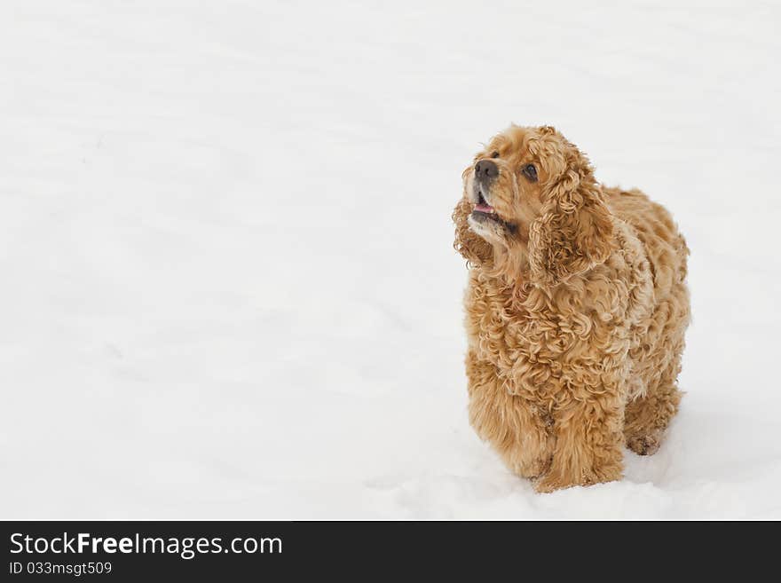 Red spaniel dog play in the snow in winter looks requests have