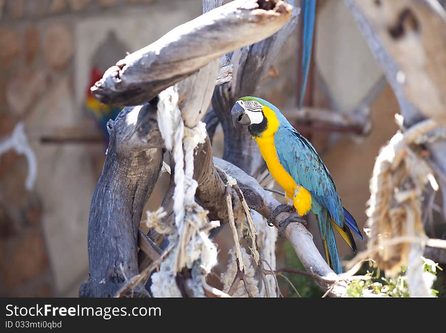 Blue and yellow macaw