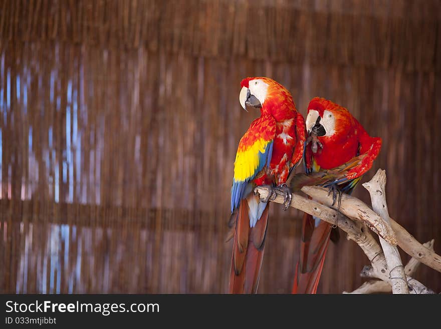 Two macaw parrots