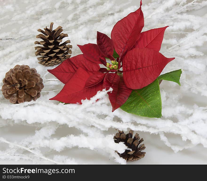 Christmas's flower between branches covered with snow. Christmas's flower between branches covered with snow