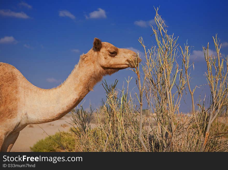 One hungry camel in the desert